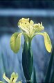 Iris des marais-1