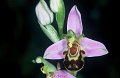 Ophrys abeille-4