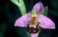 Ophrys abeille-5
