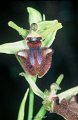 Ophrys bourdon-2